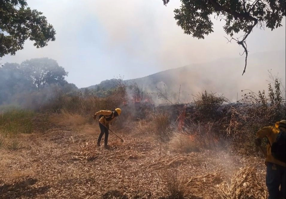 Un incendio forestal se reportó ayer en la zona boscosa del municipio de Taretan, Michoacán. Foto