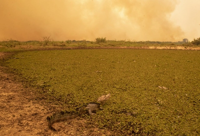 Un caimán en un campo mientras el fuego consume el área del Pantanal, en Brasil. Foto Ap