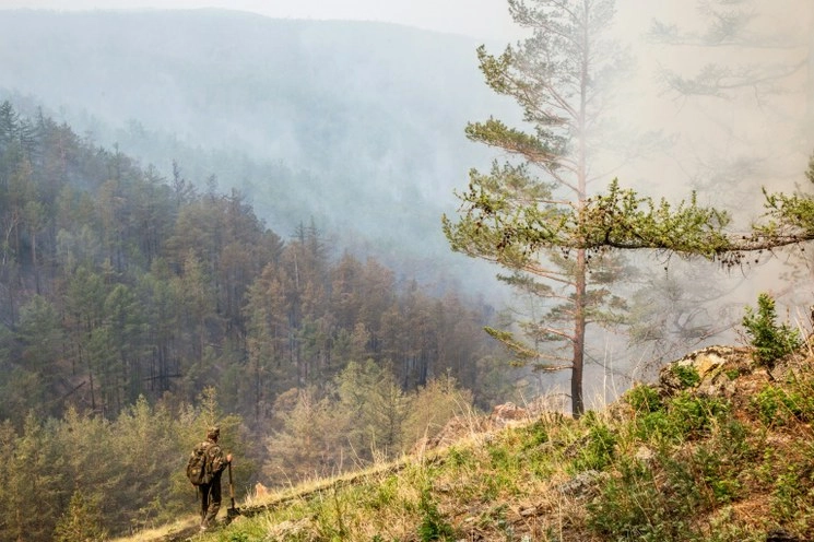 En Siberia, después de un invierno templado y una primavera cálida, los insectos devoran los árboles, los bosques arden y lluvias torrenciales provocan evacuaciones. Foto Afp 