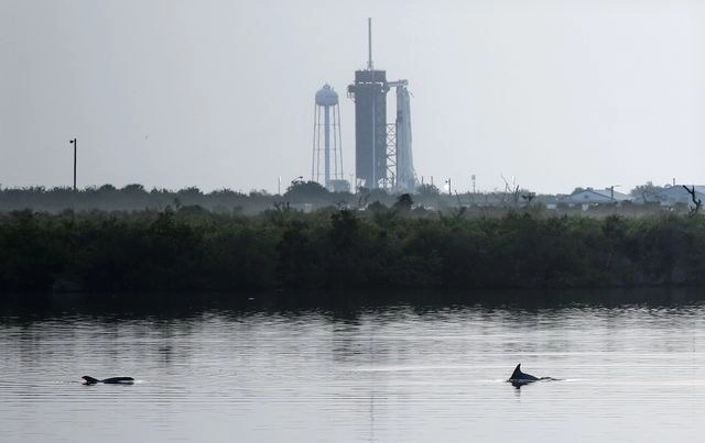 Delfines nadan en una laguna cerca del complejo de lanzamiento 39A, en el Centro Espacial Kennedy, en Florida. Foto Afp