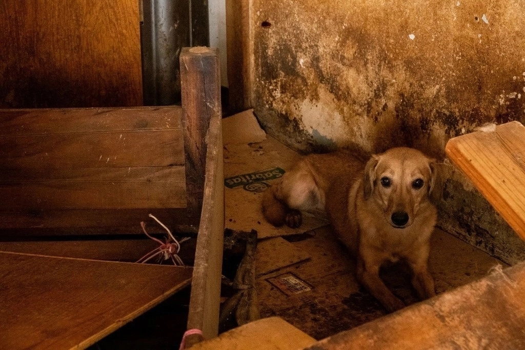 Las multas por maltrato animal pueden ascender hasta los 21 mil pesos, dependiendo de la gravedad de la falta cometida por el ciudadano. Foto Cuartoscuro/ Archivo