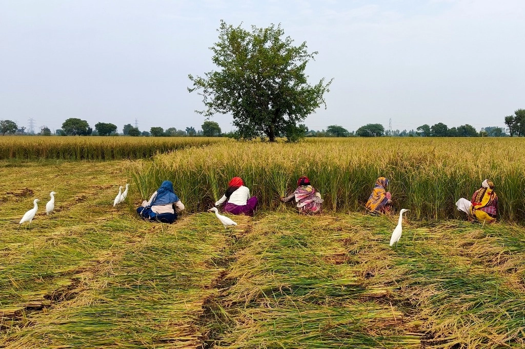 Campesinas indias recogen trigo en la provincia de Uttar Pradesh. Foto Ap.