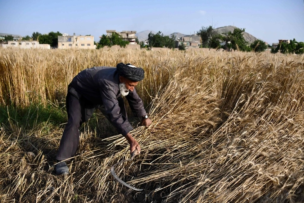 Un agricultor afgano cosecha trigo en un campo en las afueras de la ciudad de Pul-e-Khumri, en la provincia de Baghlan, el 29 de mayo de 2024. Foto Afp