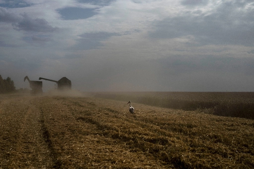De acuerdo a la FAO, las cotizaciones de los cereales aumentaron 1.5 por ciento en diciembre frente a noviembre, debido al encarecimiento del trigo y el maíz. Foto Ap