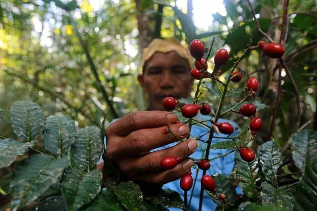 Un grupo de indígenas sateré mawé recorre la Amazonía brasileña en busca de plantas medicinales para combatir los síntomas del nuevo coronavirus. Foto Afp 