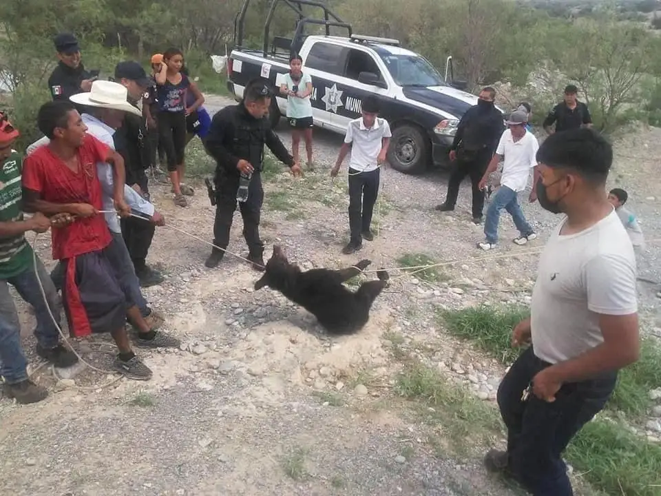 Habitantes de la colonia Santa Cecilia, municipio de Castaños, e integrantes de la policía municipal son investigados por autoridades ambientales por el deceso de la cría, que ingresó a esa localidad y fue maltratada en su captura. Foto tomada de redes sociales