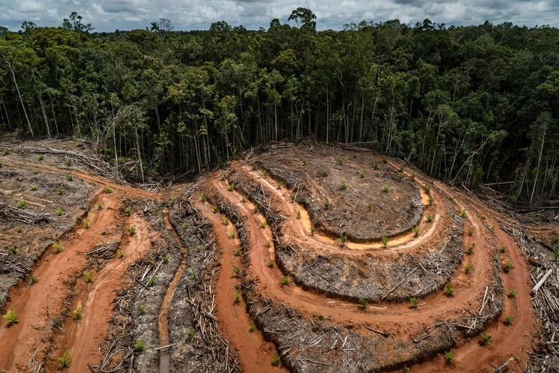 La política antideforestación de la UE prohibirá las importaciones de productos básicos relacionados con la destrucción forestal. Foto tomada de la página web greenpeace.org