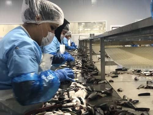 Trabajadoras de una empacadora de sardinas en Sonora. Foto Cristina Gómez / Archivo
