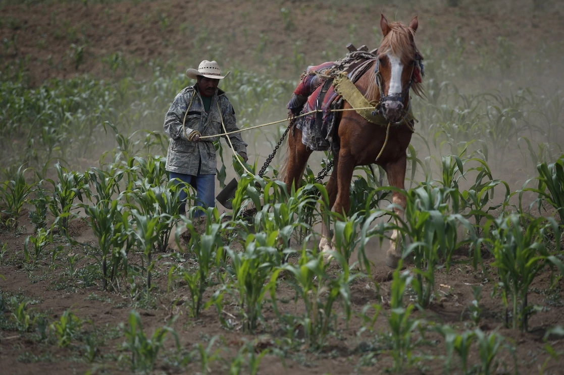La candena alimenticia  de productos agropecuarios se ha visto afectada por la guerra en Ucrania. Foto Cristina Rodríguez
