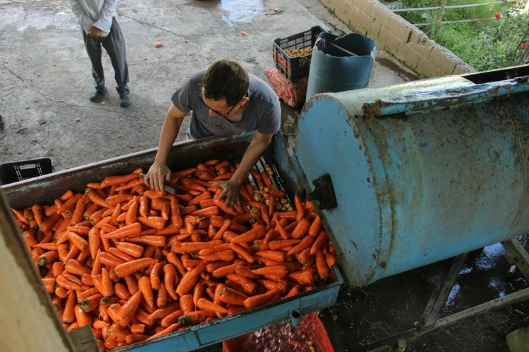 Campesinos lavan zanahorias para venderlas en un mercado de Caracas, en La Grita, en el estado venezolano de Táchira. Foto Afp