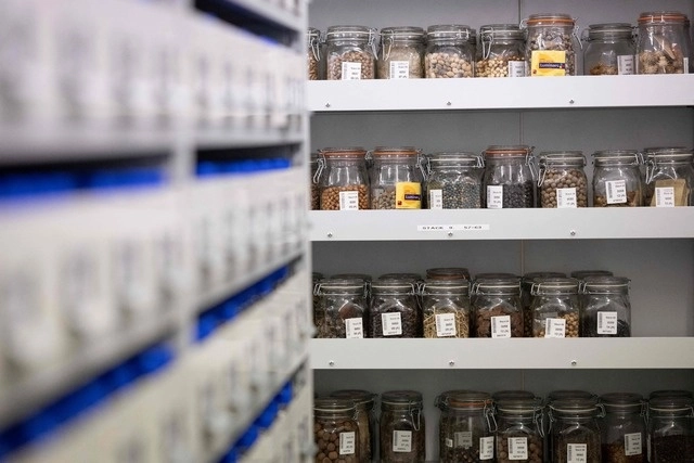 Semillas de plantas de todo el mundo permanecen almacenadas en una Arca de Noé subterráneo en Inglanterra. Foto Afp