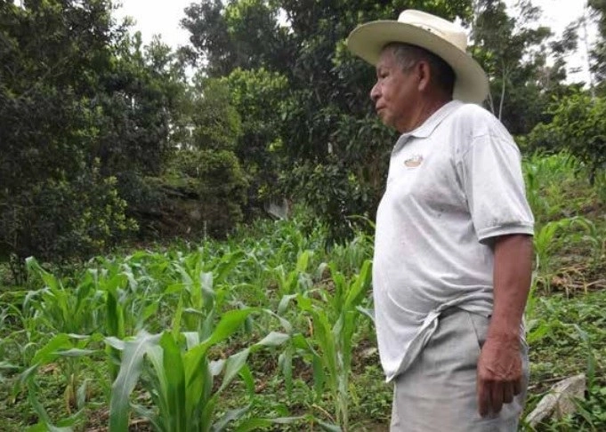 El gobierno federal “desapareció prácticamente los programas de apoyo productivo a pequeños y medianos agricultores para implementar los programas de fertilizantes que no apoya ni al 10 por ciento de ejidatarios de un total de 3.5 millones”, dice el CAP. Foto tomada del sitio  https://www.jornada.com.mx/2019/01/19/Images/delcampo136.pdf
