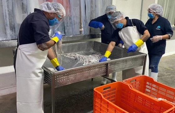 La Comisión Federal para la Protección contra Riesgos Sanitarios aplica un nuevo modelo de certificación de plantas de pesca y embarcaciones. Este optimiza procesos de vigilancia, dictamen y certificación. Foto tomada de la cuenta de Twitter @COFEPRIS