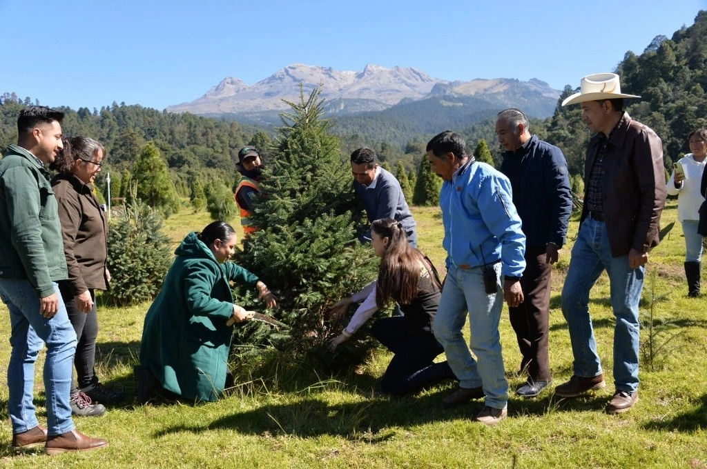 Alhely Rubio Arronis, titular mexiquense de Medio Ambiente, encabezó el corte del primer pino del programa Árbol de Navidad 2024 en la plantación "Bosque Esmeralda", en el municipio de Amecameca. Foto 'La Jornada'