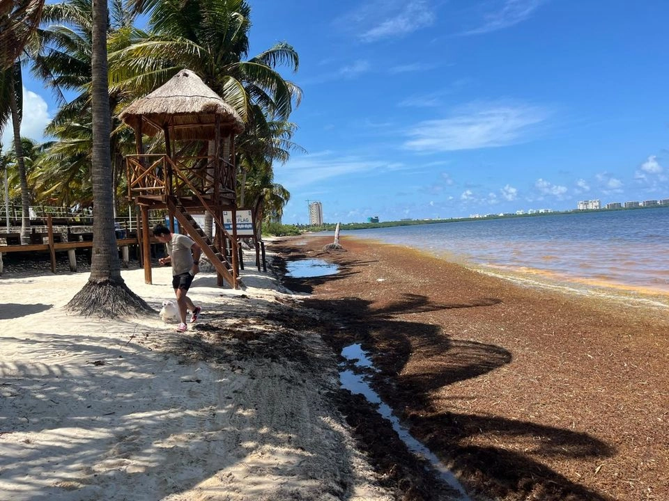 Presidentes municipales y dependencias de los tres órdenes del gobierno en Quintana Roo, instalaron la meda de estrategia para el retiro de sargazo de las playas. Foto 