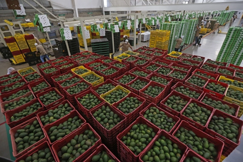 Michoacán es líder en producción y exportación a nivel mundial de aguacate, con un millón 694 mil toneladas anuales enviadas a más de 34 países. Foto Cuartoscuro / archivo