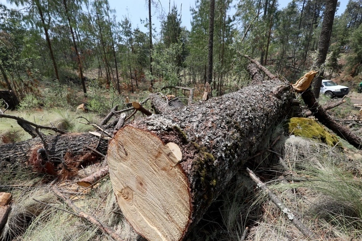 Aspectos de tala clandestina en el bosque de Tlalpan. Foto Roberto García Ortiz/ archivo