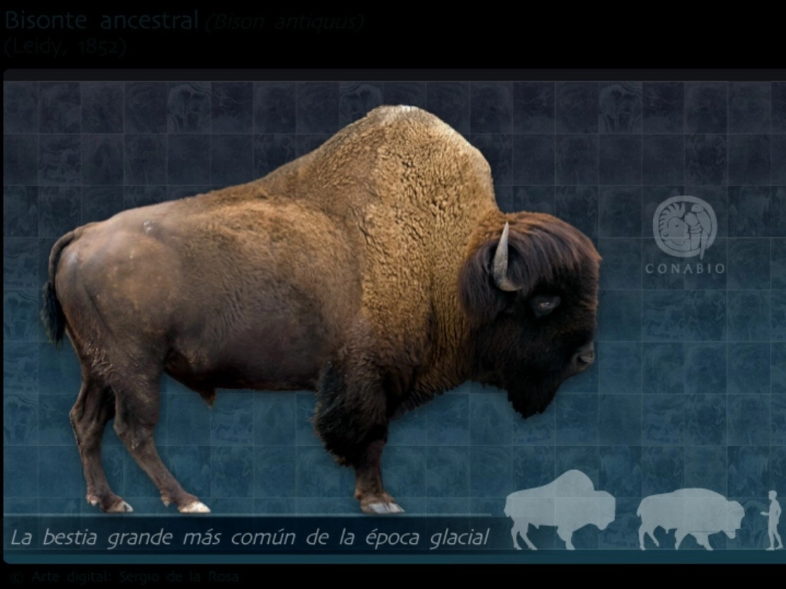 La semana anterior, la Secretaría de Medio Ambiente y Recursos Naturales informó que aunque el rancho Buenavista tiene registro como Unidad de Manejo para la Conservación de la Vida Silvestre, ésta no tiene permiso de cacería de la especie. Imagen tomada del Twitter de @Conabio