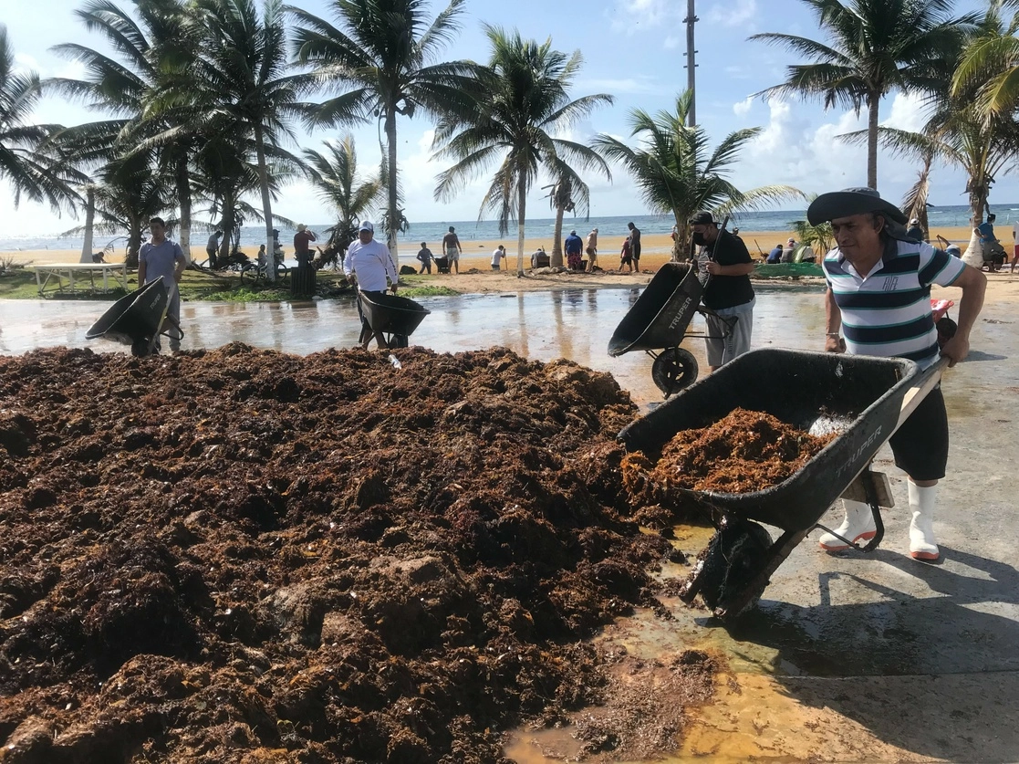 Jornaleros realizan trabajos de limpieza para retirar sargazo. Foto La Jornada