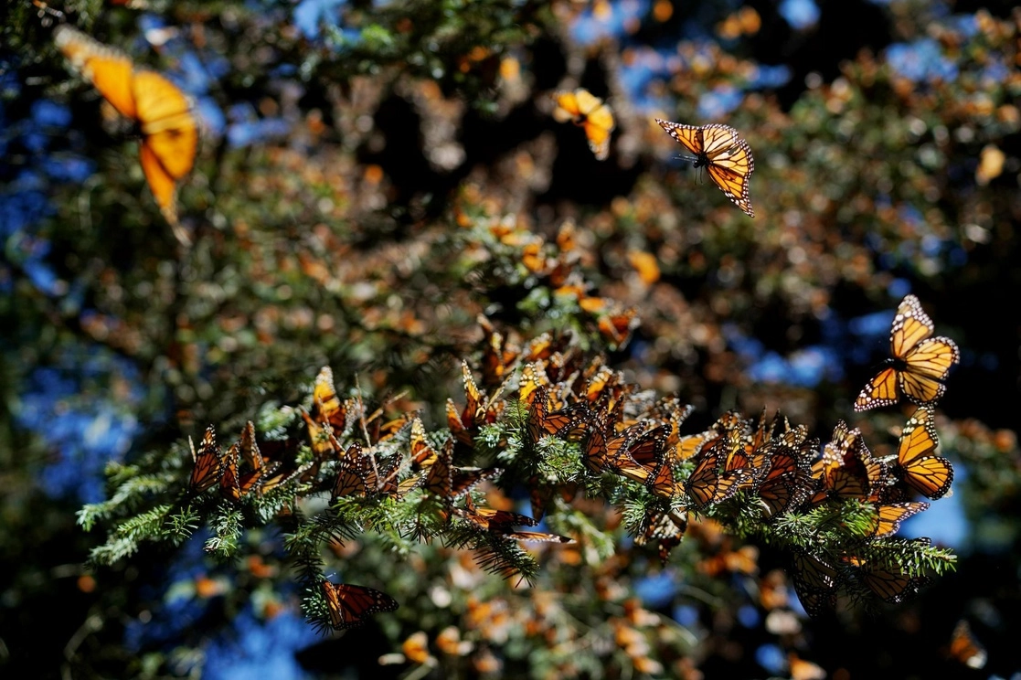 El arribo de las primeras mariposas monarca inicia los últimos días de octubre y, de manera masiva, el día primero de noviembre, acontecimiento que para las comunidades mazahuas y otomíes del oriente del estado tiene que ver con el retorno de las almas de los niños fallecidos y con el sentido religioso del Día de Muertos. En la imagen, el santuario El Campanario. Foto Cuartoscuro / Archivo