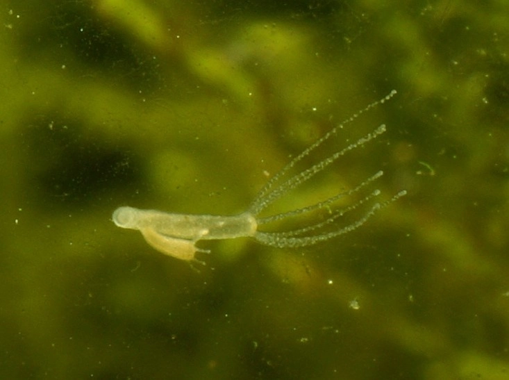 Imagen de la Hydra Vulgaris. Tomada de Wikipedia.