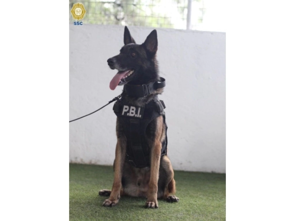 Tres de los caninos se especializaron en la búsqueda de narcóticos, y uno más en artefactos explosivos. Foto tomada de X @PBI_SSC

