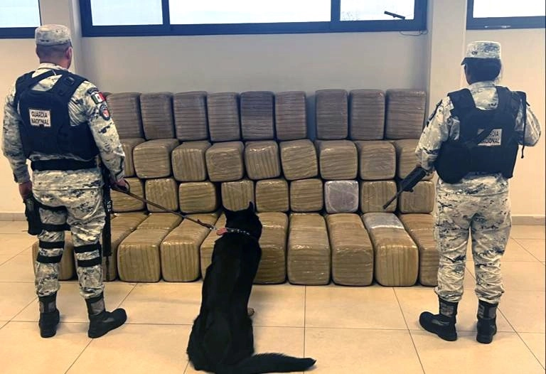 Un envío de 640 kilogramos de mariguana fue interceptado por elementos de la Guardia Nacional en los almacenes de una empresa de paquetería en San Nicolás de los Garza, Nuevo León. Foto cortesía de la GN