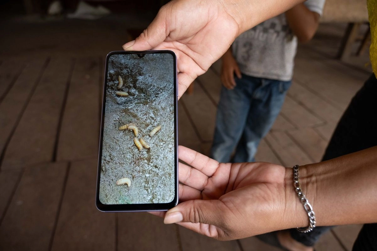 El estado en el que llegaron las larvas, en un becerro afectado, las hace inviables para su reproducción, lo cual “demuestra la eficacia de los protocolos de inspección en origen y destino que se aplican para mitigar el riesgo de propagación del GBG”, afirmó la dependencia en un comunicado. 