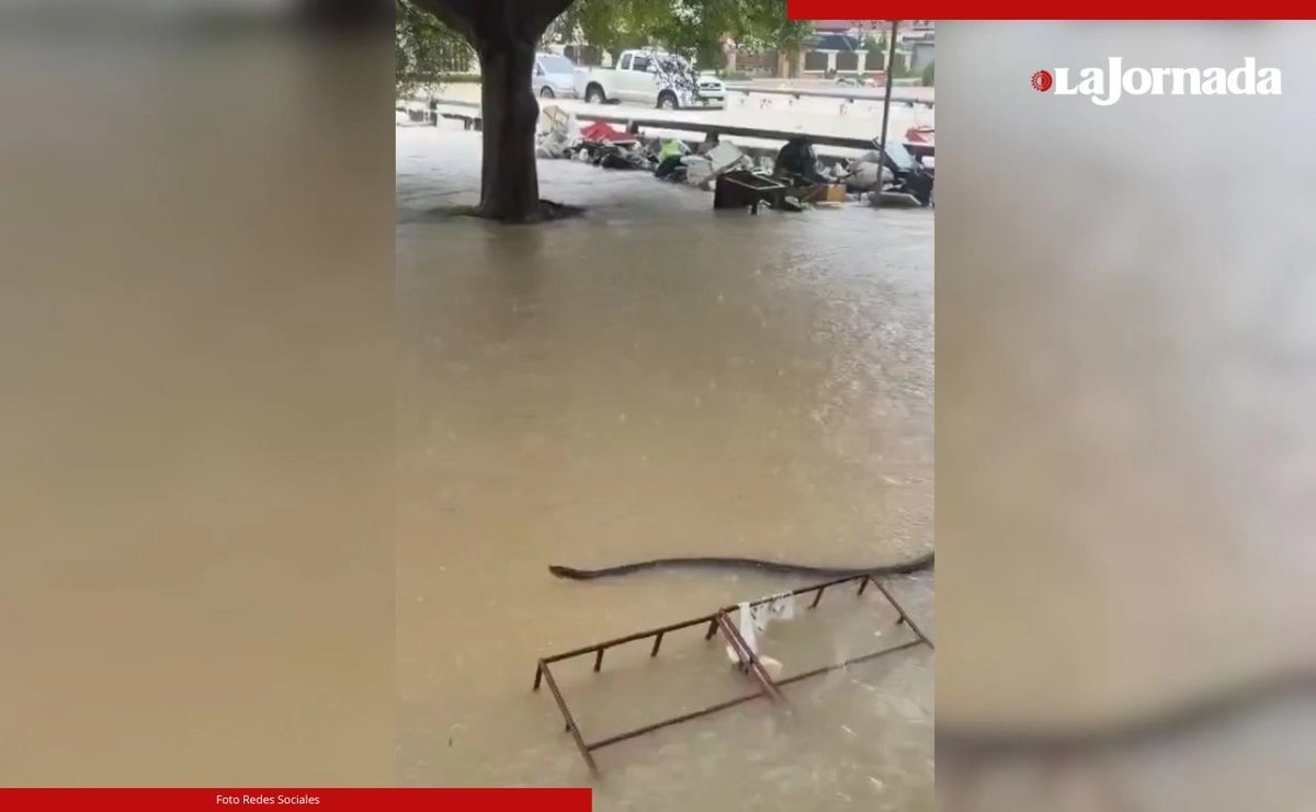 Un video difundido en redes sociales muestra como una serpiente navega en las inundaciones registradas al sur de Tailandia. Foto