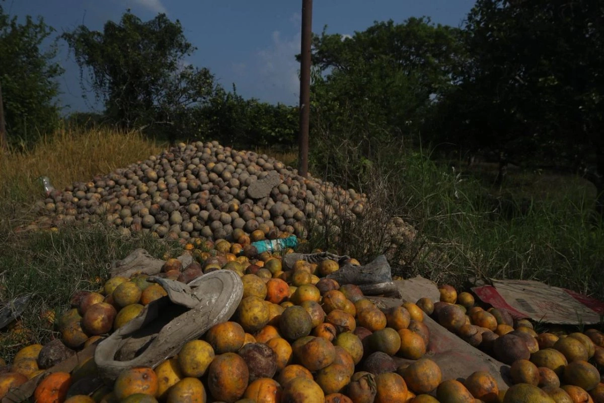  La crecida del río Tuxpan afectó a 80 por ciento de las hectáreas dedicadas al cultivo del fruto en ese municipio de Veracruz, considerado el centro más importante de la cosecha del cítrico en el país. 