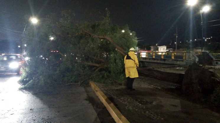 Tras la lluvia registrada la noche del lunes en León, Guanajuato, se reporta la caída de al menos 114 árboles, 10 espectaculares y 11 postes. Foto Carlos García