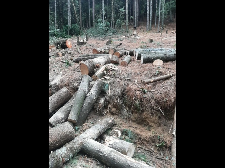 La tala y las operaciones de “lavado” de madera se ejecutan con permisos y autorizaciones falsos'