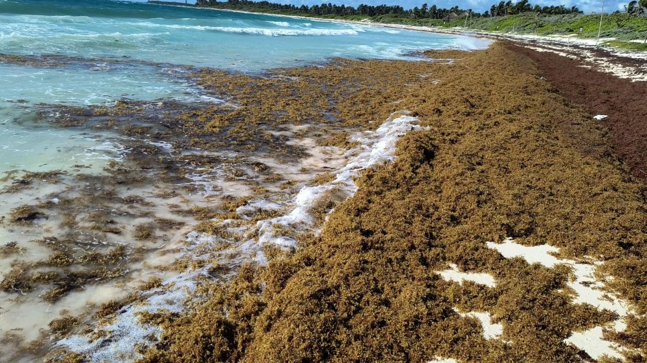 El primer recale masivo de sargazo de este año llegó a diversas playas del norte y sur de Quintana Roo, propiciado por el evento de surada.
