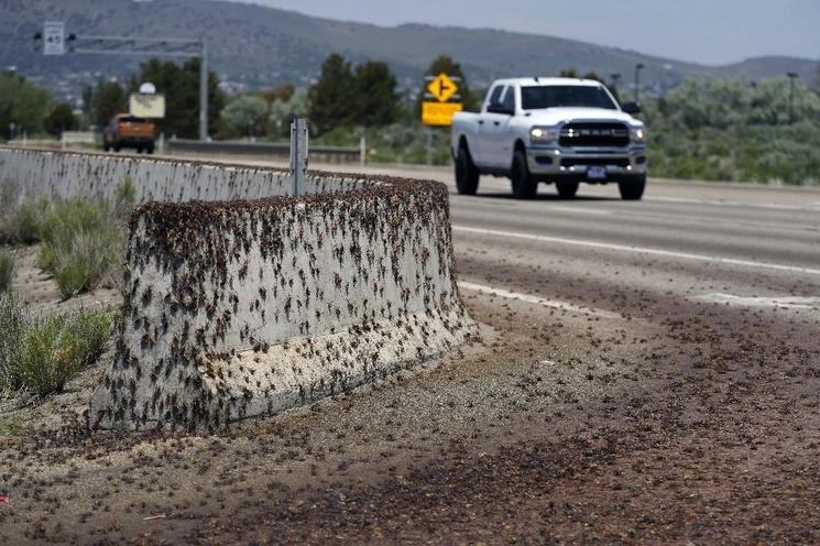 Los insectos comenzaron a causar problemas en el servicio de emergencias médicas. Foto Ap