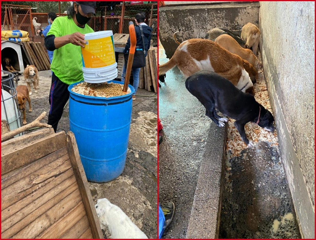 Personal de la PAOT y de la Brigada de Vigilancia Animal realizaron una inspección al refugio ubicado en Cuajimalpa y encontraron que la mayoría de los animales enfrentan problemas de desnutrición. Foto ‘La Jornada’