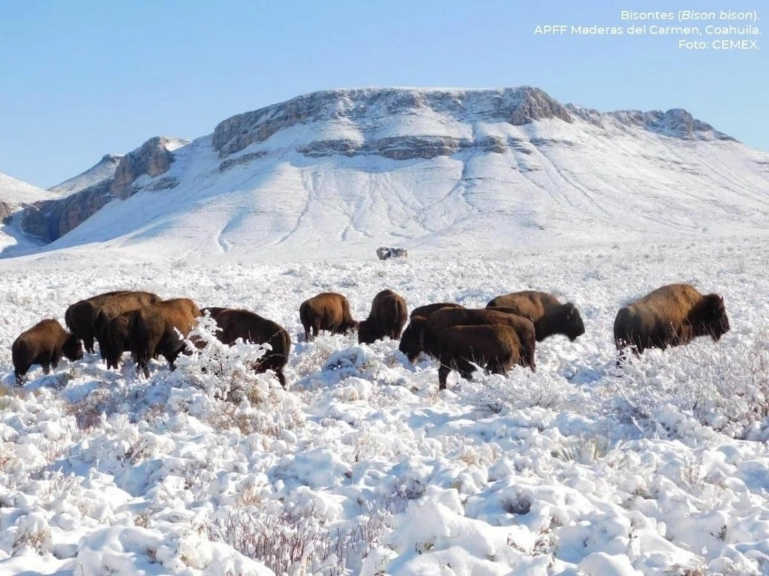 Manada de bisontes. Foto tomada del Twitter de @Mary_Luisa_AG
