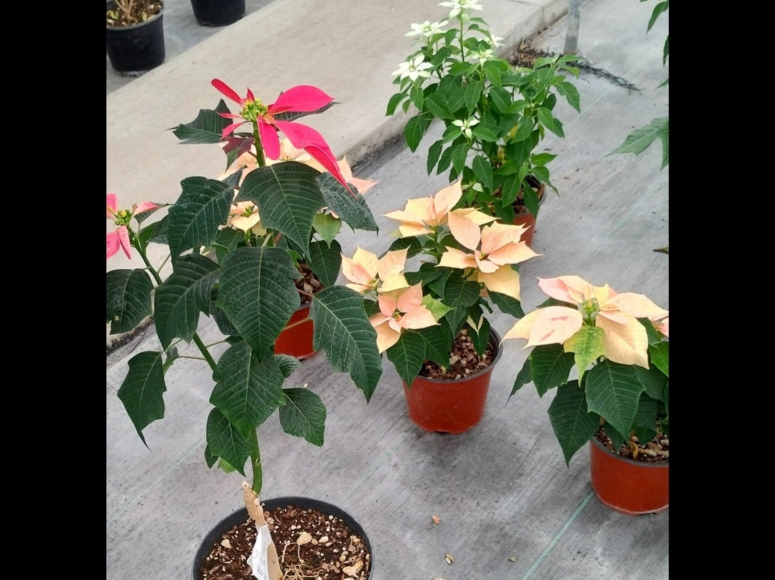 Investigadores de la Universidad Autónoma Chapingo obtuvieron siete nuevas variedades de flor de nochebuena —cinco de jardín y dos de interiores— por lo que el próximo año iniciarán con el registro correspondiente. Foto ‘La Jornada’
