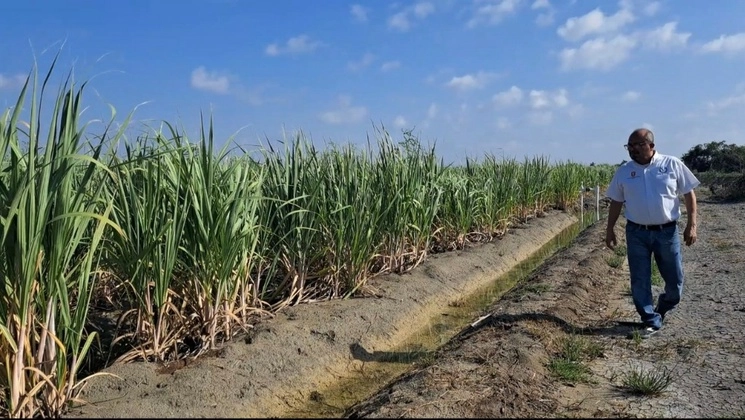 El estudio se debe a que la industria azucarera enfrenta desafíos que amenazan su permanencia en el mercado. Foto @UAT_mx