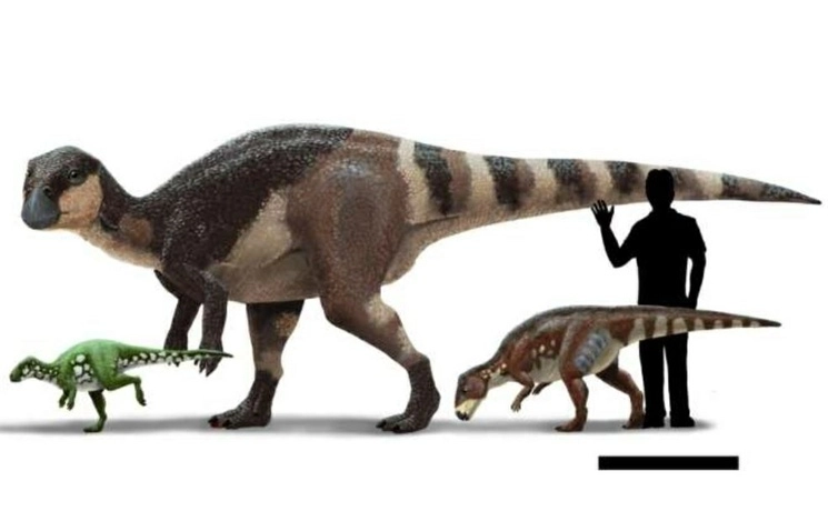 Reconstrucciones de vida y comparación de tamaño de tres rabdodóntidos. Foto Peter Nickolaus





