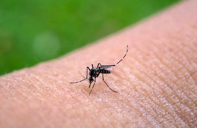 Para comprender la dinámica de transmisión de vectores, como el mosquito ‘aedes aegypti’, que transmite el dengue, zika y chikungunya, es viable el uso de drones. Foto @opsoms / Archivo