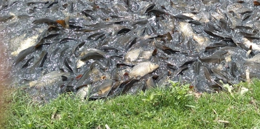 Desde el pasado miércoles se reporto la muerte de los peces. Foto Silvia Chávez