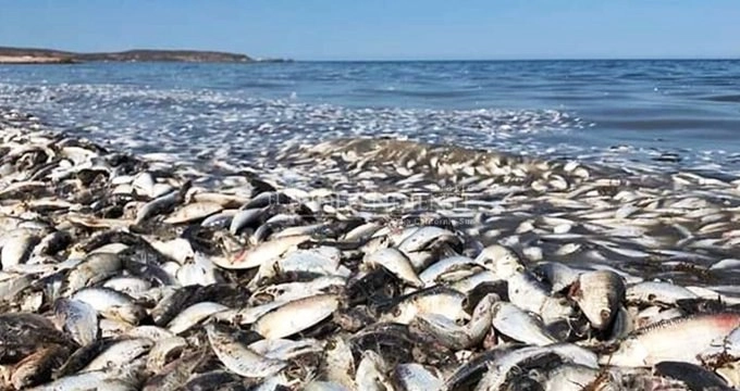 Imagen de la sardina que quedó varada en playas de Mulegé. Foto @MarcoCardignan