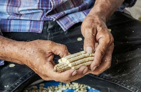 Con el maíz en las manos. Buctoz, Yucatán. Foto: Haizel de la Cruz