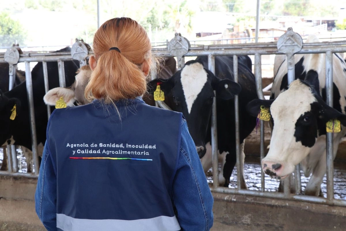 En un comunicado, la Sader dijo que la forma de contagio de bovino infectado de rabia al humano puede ocurrir por medio de un mal manejo del animal, no necesariamente por mordida o agresión. Foto