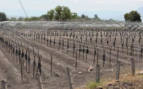Trabajadoras elaboran composta en un sembradío de berries en el municipio de Jocotepec, Jalisco