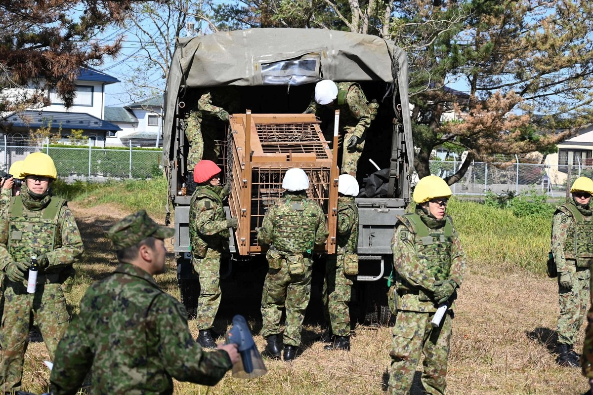Personal de las Fuerzas de Autodefensa descarga una jaula para osos de un camión militar en el Campamento Akita, al norte de Japón, el 30 de octubre de 2025.