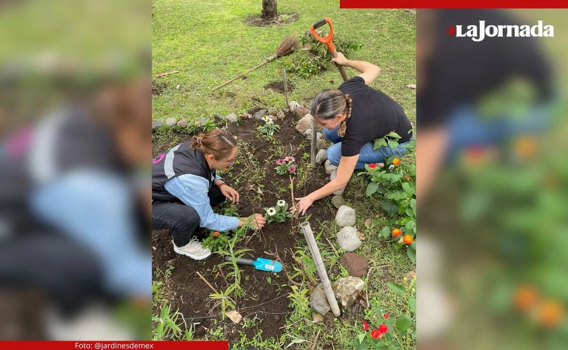 Estos espacios captan el agua de lluvia proveniente de techos, calles y estacionamientos, lo que facilita su filtración al subsuelo para recargar los acuíferos con una técnica de bajo costo, reducen la velocidad del escurrimiento y mitigan inundaciones.


