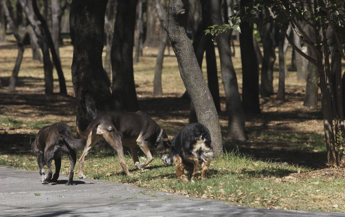 Las personas hacen un llamado a las autoridades para que sea obligada la esterilización de animales de compañía, su ubicación mediante registro animal, y se realice el rescate de perros callejeros para su cuidado y protección, pues destacan que existen más casos de ataques de perros.