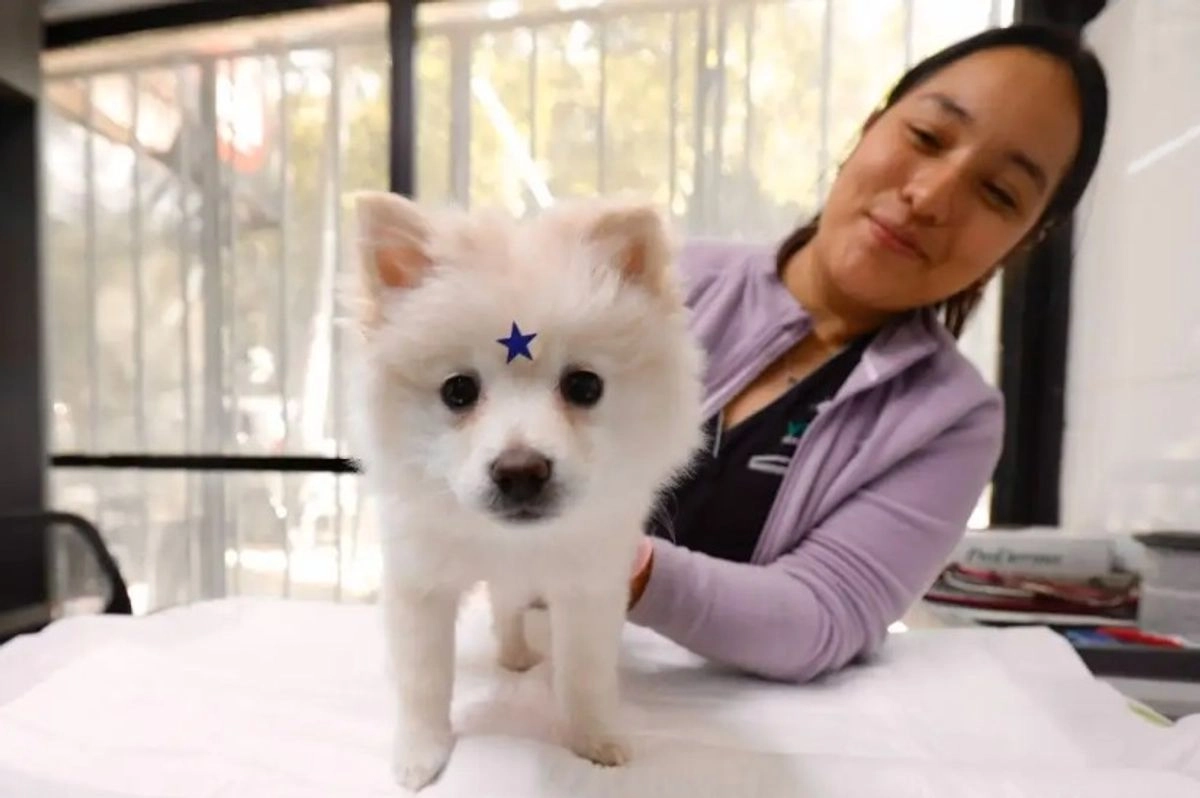El juez podrá asignar el cuidado compartido de la mascota si considera que es la mejor vía para su bienestar, alimentación y atención veterinaria.