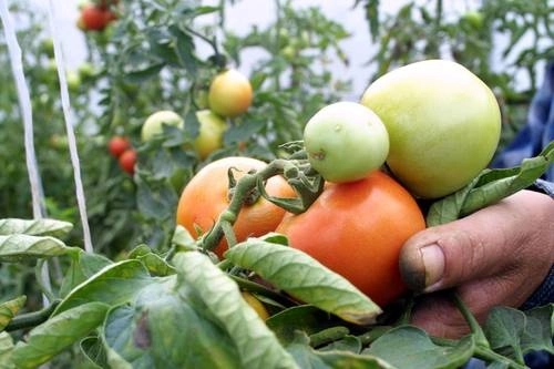 El valor del agua en productos agrícolas representa 7 por ciento de las exportaciones agrícolas.Foto Roberto García Ortiz